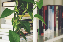 books and plant on a shelf