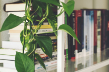 Open Letter from An Asian American Therapist books and plant on a shelf